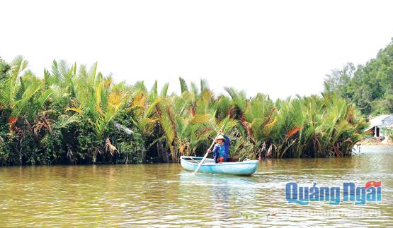 Rừng dừa nước bạt ngàn được trồng dọc theo bờ sông Trà Bồng ngang qua địa phận thôn Cà Ninh, xã Bình Phước.