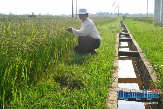 Nhờ kênh mương rộc Bà Điền – Cây Sọng đã kiên cố hóa mà cánh đồng mẫu lớn lúa hình thành với năng suất lên đến 70 tạ/ha/vụ.
