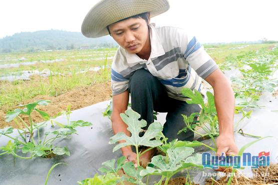 Anh Trần Văn Minh cần mẫn chăm sóc ruộng dưa của mình.