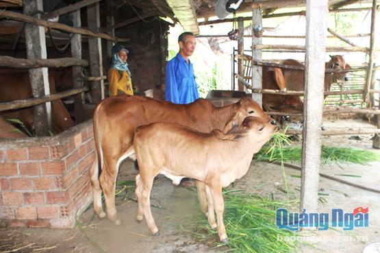 Vợ chồng ông Võ Văn Dũng ở thôn Hội An 1, nhờ trồng được hơn 2 sào cỏ voi tưới bằng hệ thống phun nước tự động, chủ động được nguồn thức ăn nên  nuôi được 8 con bò lai.    