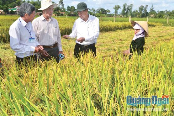  Phó Chủ tịch UBND tỉnh Phạm Trường Thọ kiểm tra việc sản xuất giống tại Trung tâm Giống cây trồng vật nuôi Quảng Ngãi.