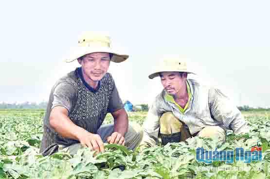 Người dân Bình Sơn thuê đất ở Nghĩa Thuận (Tư Nghĩa) để sản xuất, trồng trọt.