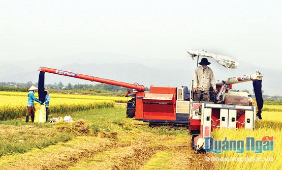 Sau khi thực hiện mô hình cánh đồng mẫu lớn ở một số địa phương, năng suất, chất lượng lúa tăng lên đáng kể, việc thu hoạch cũng được thuận lợi hơn, nên nhiều nông dân vui mừng, phấn khởi.     