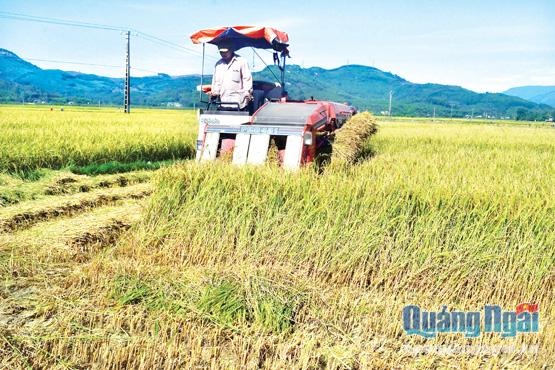 Huyện Nghĩa Hành chú trọng dồn điền đổi thửa, hình thành cánh đồng mẫu  lớn nhằm nâng cao hiệu quả sản xuất, tăng thu nhập cho nông dân, góp phần hoàn thành các tiêu chí.    