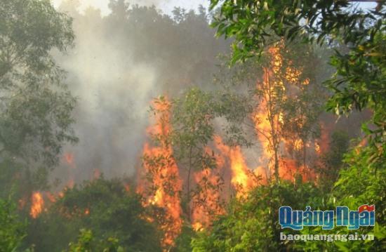 Vụ cháy đã khiến hơn 10ha rừng sản xuất bị thiệt hại. Ảnh minh họa