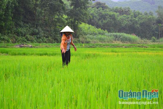  Người nghèo Minh Long mong được hỗ trợ lúa giống, nhưng thời điểm hỗ trợ luôn diễn ra khi gieo sạ xong.
