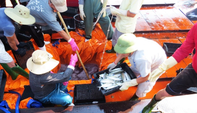 Cá của ngư dân Quảng Bình đánh bắt đã được mua hết trong ngày 1-5-2016 - Ảnh: L.Giang