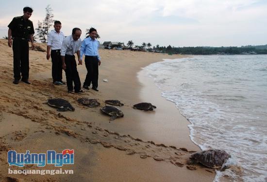 Thả rùa biển về với môi trường tự nhiên.