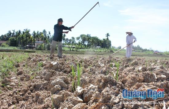 Nhiều hộ dân Tân Phước đã làm sẵn đất và chuẩn bị phân, giống để gieo sạ nhưng đành ngậm ngùi vì nước không về