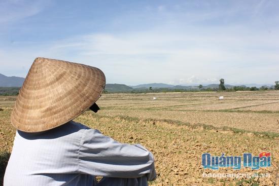 Gần 50ha ruộng ở xứ đồng Tân Phước đang được UBND huyện Sơn Tịnh tiến hành cứu hạn