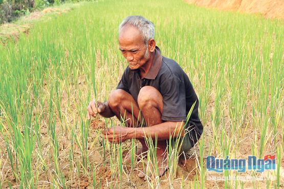Khoảng 6ha đất trồng lúa (chuyển đổi từ đất lâm nghiệp), nhưng cây lúa phát triển còi cọc, khiến người dân phải chạy ăn từng bữa trong lúc chờ gạo hỗ trợ.