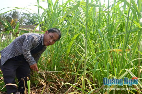 Nguyễn Hồng Hà luôn chăm chỉ làm việc để thực hiện ước mơ xây dựng được một trang trại. 