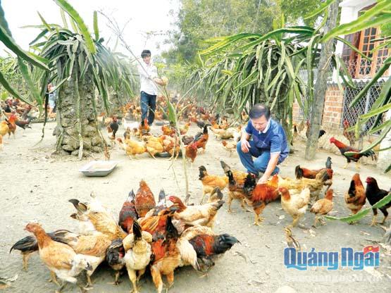 Trang trại gà của anh Nguyễn Đức Thuận ở xã Nghĩa Thuận.