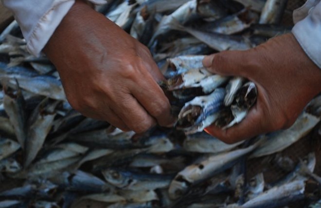   Hình ảnh cá nục ở Quảng Trị