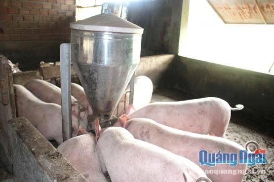 Mô hình sử dụng chế phẩm sinh học làm đệm lót trong chăn nuôi heo đã được nhân rộng ở nhiều xã của huyện Tư Nghĩa.    