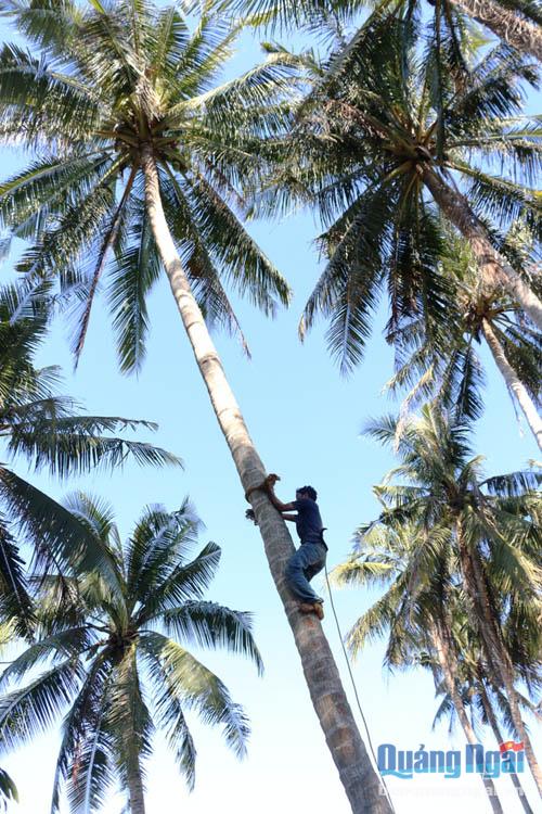 Mỗi ngày anh Nguyễn Loan trèo hàng chục cây dừa cao 20 - 30m để hái dừa.
