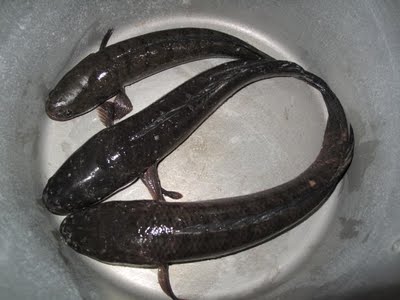  Cá lóc được xếp vào hàng thượng phẩm trong ẩm thực dưỡng sinh.