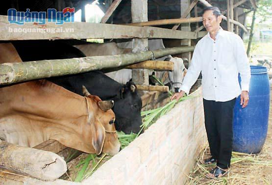  Ông Trần Phú Long (thôn An Thường, xã Phổ Hòa, huyện Đức Phổ), nhờ nuôi được 6 con bò cái giống theo dự án, mỗi năm bán được 5 bê con giống ngoại mà có thu nhập khá.