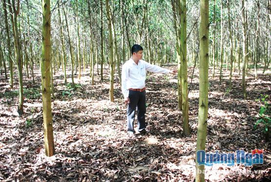  Mô hình trồng rừng tỉa thưa tại hộ ông Nguyễn Văn Trình thôn 1, xã Thọ Trung (Sơn Tịnh).