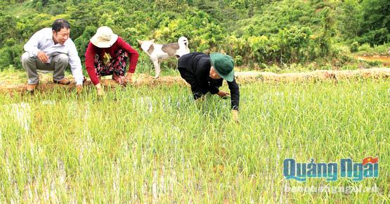 Cán bộ khuyến nông huyện Sơn Tây hướng dẫn người dân khu tái định cư Anh Nhoi 2, xã Sơn Long chăm sóc lúa nước.