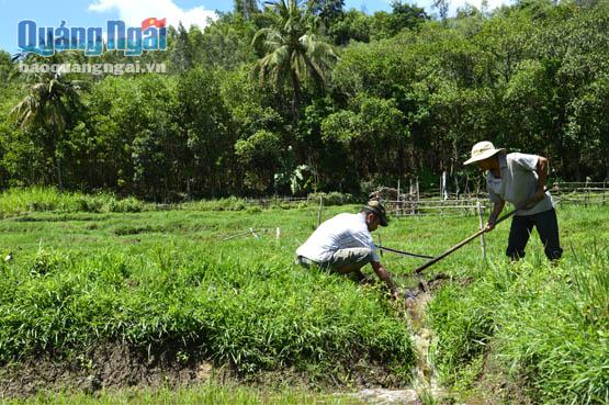 Canh giữ và điều tiết nước về ruộng cho nông dân là công việc hằng ngày của các thành viên trong đội thủy nông ở Trà Phú (Trà Bồng).