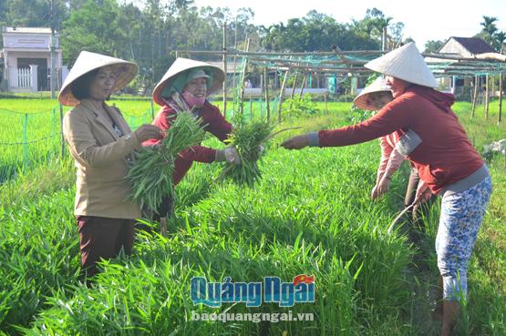 Hội viên phụ nữ xã Bình Thới (Bình Sơn) cùng nhau thu hoạch rau sạch để bán.