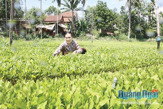 Mô hình ươm cây keo giâm hom đã giúp gia đình chị Nguyễn Thị Minh Thuyên, ở xã Hành Minh (Nghĩa Hành) thoát nghèo bền vững.