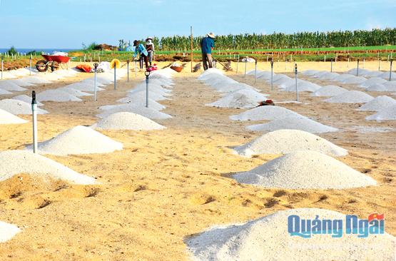 Mỗi năm, ngành nông nghiệp Lý Sơn phải cần đến 50 nghìn khối cát trắng để phục vụ sản xuất hành, tỏi.