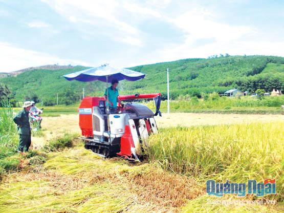 Máy gặt đập liên hợp được đưa vào sử dụng trên đồng ruộng ở huyện Ba Tơ trong vụ đông xuân 2015-2016.