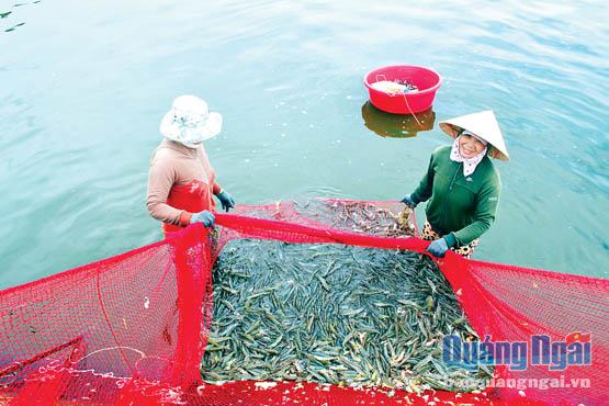 Áp thuế Artemi, người nuôi tôm trong tỉnh kỳ vọng sẽ tiếp cận nguồn tôm giống chất lượng, giá cả phải chăng của Trung tâm giống.