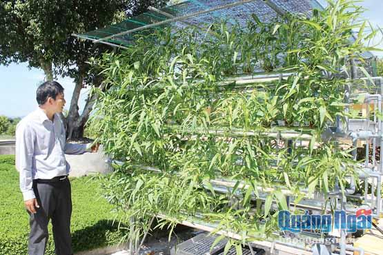   Mô hình trồng rau thủy canh tại Trại Nghiên cứu thực nghiệm ứng dụng sinh học phục vụ sản xuất nông nghiệp ở xã Hành Thuận (Nghĩa Hành).