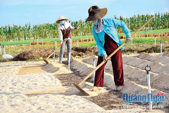 Khắp các cánh đồng ở Lý Sơn đang diễn ra việc thay cát cho ruộng.