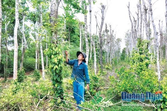 Ông Phan Quang Chung thôn Tân Hưng, xã Tịnh Đông (Sơn Tịnh) chăm sóc vườn tiêu mới cải tạo của mình.