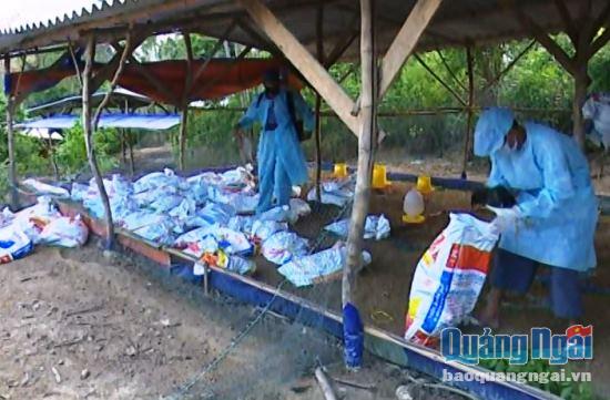 Tiến hành tiêu hủy hơn 4.000 con gà bị cúm của hộ ông Đoàn Văn Tiên