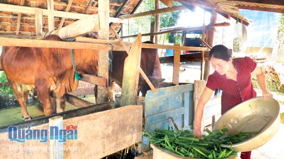 Chị Lê Thị Kim Thanh, thị trấn Trà Xuân, thoát nghèo nhờ mô hình nuôi bò lai sind.
