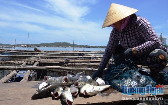 Hiện tượng cá chết bất thường liên tục 2 ngày qua gây thiệt hại hàng trăm triệu do người nuôi.