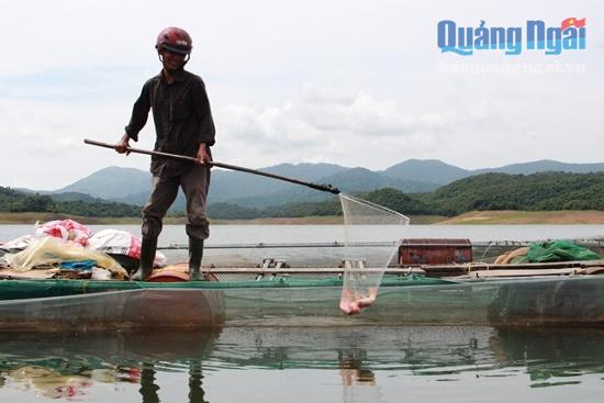 Anh Trung chăm sóc lồng bè nuôi cá diêu hồng trên Hồ Liệt Sơn.