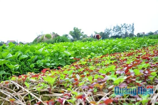 Chính quyền xã Tịnh Long lên kế hoạch xây dựng vùng chuyên canh rau an toàn với thương hiệu và giá trị khác biệt. Ảnh: P.L