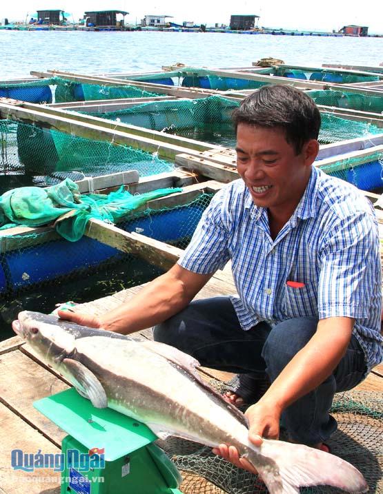 Thu hoạch cá bớp tại bè nuôi ở đảo Lý Sơn.