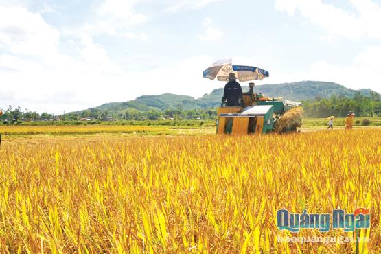  Ứng dụng KHKT vào sản xuất nông nghiệp ở Tịnh Trà (Sơn Tịnh).