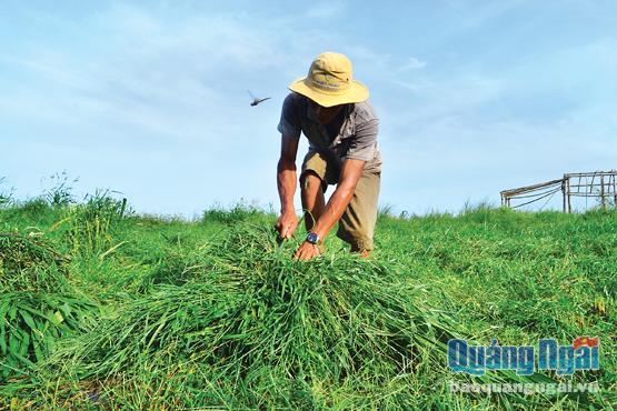 Từ tháng 6 đến tháng 10 hằng năm, những đồng cỏ dại ở Ân Phú lúc nào cũng tấp nập nông dân tìm đến cắt cỏ