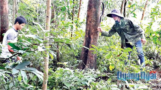 Người dân xã Nghĩa Thọ bảo vệ, chăm sóc rừng để phát triển kinh tế.