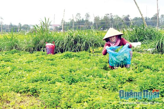 Người dân xã Tịnh Long thu hoạch rau.