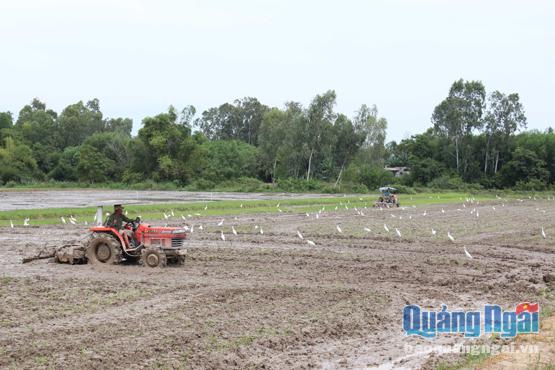 Dồn điền đổi thửa ở Phổ Thuận, tạo cánh đồng lớn phát triển sản xuất.