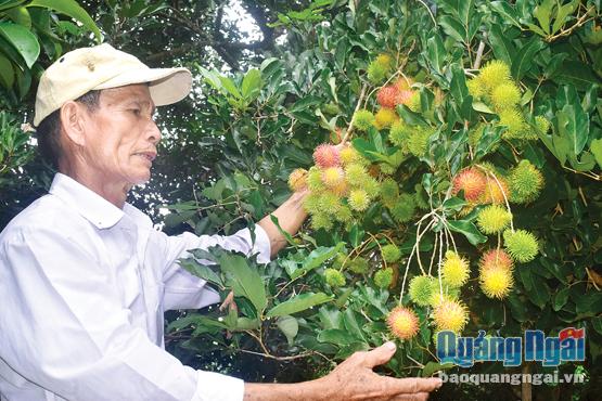 Hằng ngày ông Phạm Đạt vẫn tự tay chăm sóc cho vườn cây ăn trái của mình.