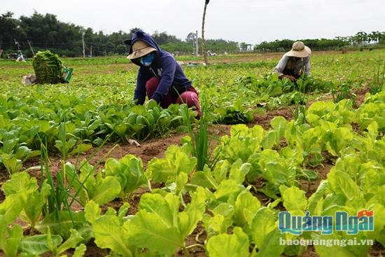 Các hộ dân cam kết trồng rau an toàn vừa đảm bảo thu nhập vừa tham gia bảo vệ sức khỏe người tiêu dùng