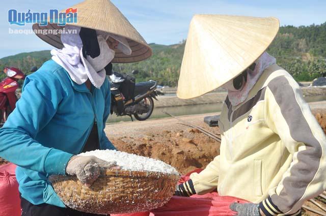 Thu hoạch muối của diêm dân Sa Huỳnh