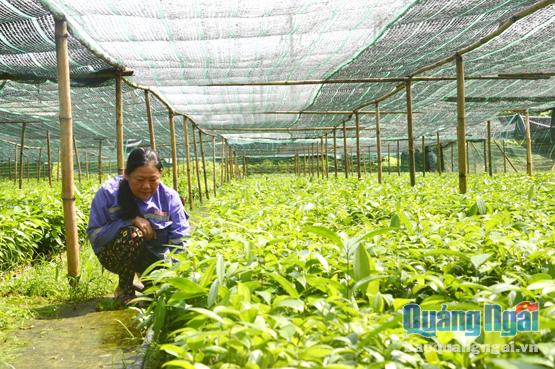 Việc thành lập các vườn ươm để cung cấp số lượng lớn cây giống đã và đang giải quyết vấn đề cây trồng cho người dân ở Trà Bồng.