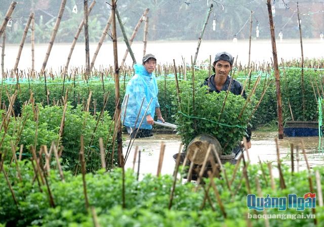 Người dân tất bật chuyển hoa cúc lên vùng cao để tránh lũ