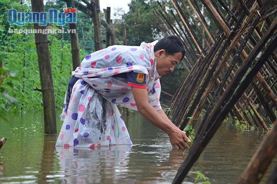 Người dân Nghĩa Hiệp tìm cách "cứu vãn" rau trong nước lụt